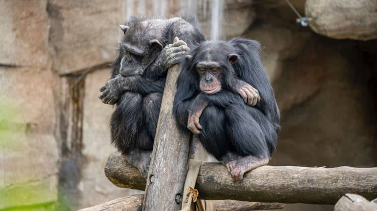 monogamia significato