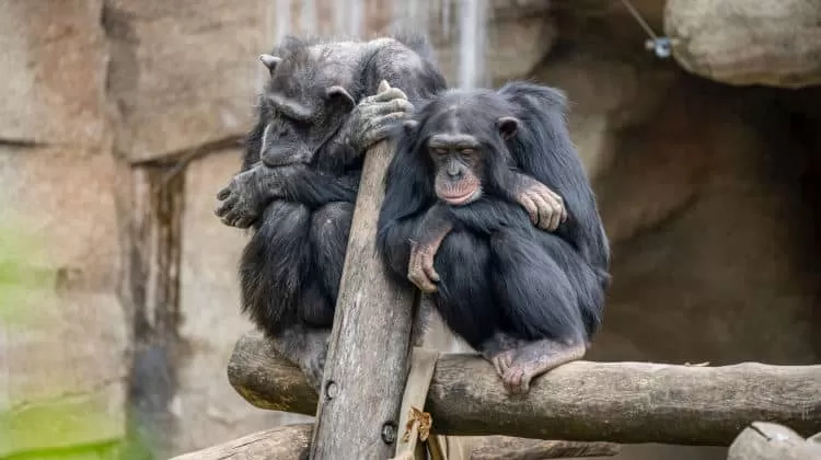 monogamia significato